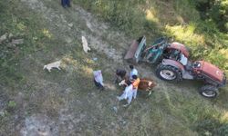 İpinden kaçan buzağı dronla bulundu