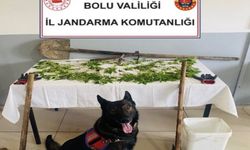 Bolu'da yasa dışı kenevir operasyonu: 1 tutuklama