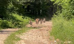 Bolu’da anne ayı ve 3 yavrusu görüntülendi