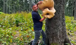 Düzce’de, Batı Karadeniz’in en büyük mantarı bulundu!