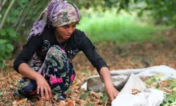 Fındık işçilerinin günlük yevmiyesi belli oldu