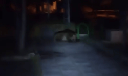 Görülmemiş olay çocuk parkına ayı girdi