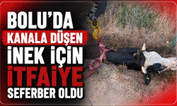 Bolu'da kanala düşen inek için itfaiye seferber oldu