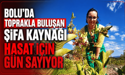 Kanser, şeker, tansiyonun doğal ilacı hasada hazırlanıyor