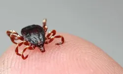 Kenenin ısırdığı kadın hayatını kaybetti