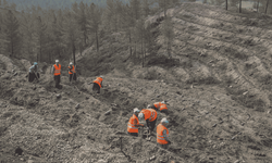 Orman yangınından etkilenen alanlar yeniden ağaçlandırılıyor
