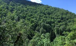 Bolu, Zonguldak, Düzce; Binlerce yıllık porsuk ağaçları tehlikede!