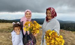 Bin 850 rakımlı zirvede şifa mesaisi