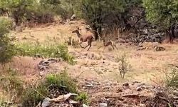 Bolu'da geyik ve yavrusu kameraya yansıdı