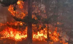 Bolu’da orman yangını! 3 helikopter havalandı, 94 personel sahada