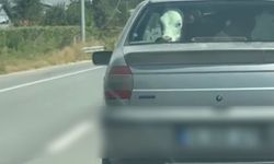 Bolu’da buzağıyı otomobilin arka koltuğunda taşıdılar