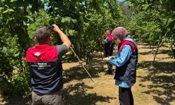 Düzce’de fındık hasadı 10 Ağustos’ta başlayacak