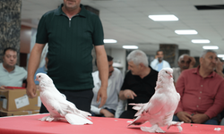 Ev, araba parasına satılan güvercinler görücüye çıktı