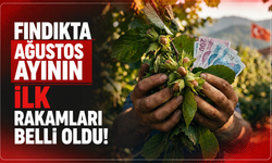 Fındıkta ağustos ayının ilk rakamları belli oldu!