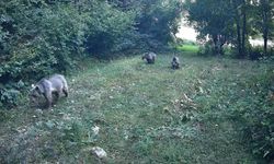 Bolu'da yaban hayatı kayda alındı