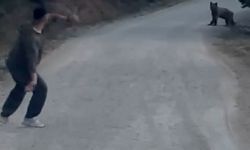 Bolu’da ayıyı taşla kovaladılar