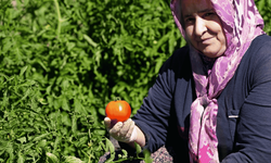 Asırlık ata tohumlarında hasat mesaisi başladı