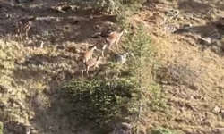 Bolu’da anaç geyik ve yavruları görüntülendi