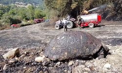 Orman yangınında yürek burkan manzara
