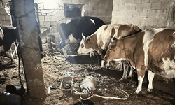 İnek sağarken elektrik akımına kapılan kadın hayatını kaybetti
