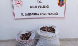 Bolu’da 60 kilo kaçak salyangoz yakalandı!