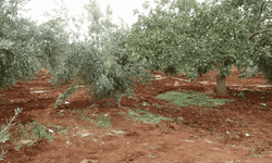 Traktörden düşerek hayatını kaybetti