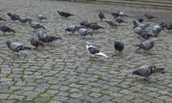 Bolu'da beyaz renkli güvercin, güzelliğiyle dikkat çekiyor