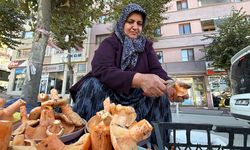 Bolu'da dağların gizli hazinesi 600 liraya satılıyor