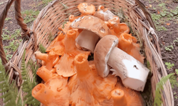 Bolu’da yağmurlar başladı, ormanlar mantarla doldu