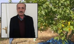 Ceviz toplamak için çıktığı ağaçtan düşen adam hayatını kaybetti