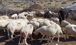 Devletten köylülere yüzde 20 hibe desteği!
