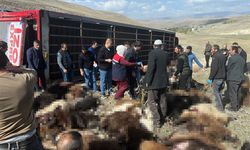 Hayvan yüklü tır devrildi: 130 küçükbaş hayvan telef oldu