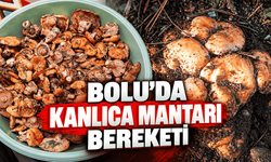 Her yerden kanlıca mantarı fışkırıyor
