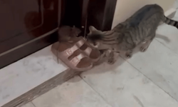 Kapısının önünde fareyle karşılaştı, kediye söz geçiremedi