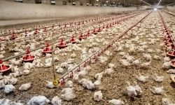 Kümes sahiplerine ek süre verilecek mi? Bakanlığa önerge