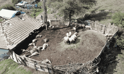 Kurtlar 18 koyunu telef etti, 11 koyunu yaraladı