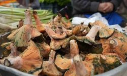 Mantar ararken hayatını kaybetti