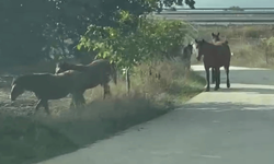 Yiyecek arayan yılkı atları mahallede görüntülendi!