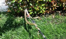 Evin bahçesinden 1,5 metrelik yılan çıktı