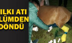 Belediye’nin veterinerleri yılkı atını kurtardı