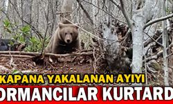 Kapana yakalanan ayıyı ormancılar kurtardı
