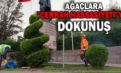 AĞAÇLARA "CERRAH HASSASİYETİ"YLE DOKUNUŞ