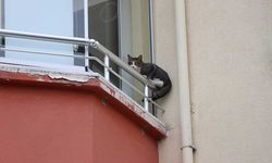 İtfaiyenin kurtarmaya çalıştığı kedi 3’üncü kattan 'dört ayak' üzerine düştü