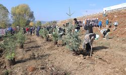 Bolu’da 9 bin fidan toprakla buluşturuldu