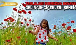 TARLALARI KIRMIZIYA BOYAYAN GELİNCİK ÇİÇEKLERİ ŞENLİĞİ