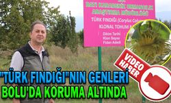 "TÜRK FINDIĞI"NIN GENLERİ BOLU'DA KORUMA ALTINDA