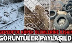 GEREDE’DE KÖPEK ÖLÜMLERİNE İLİŞKİN GÖRÜNTÜLER PAYLAŞILDI