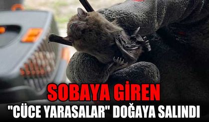 Sobaya giren "cüce yarasalar" doğaya salındı