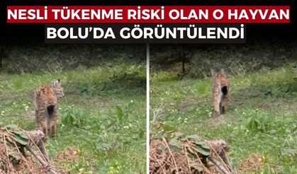 Nesli tükenmekte olan vaşak Bolu’da görüntülendi