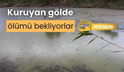 Bolu’da, balıklar kuruyan gölette mahsur kaldı